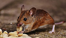 24 Hour & Emergency Exterminators in Bend, OR